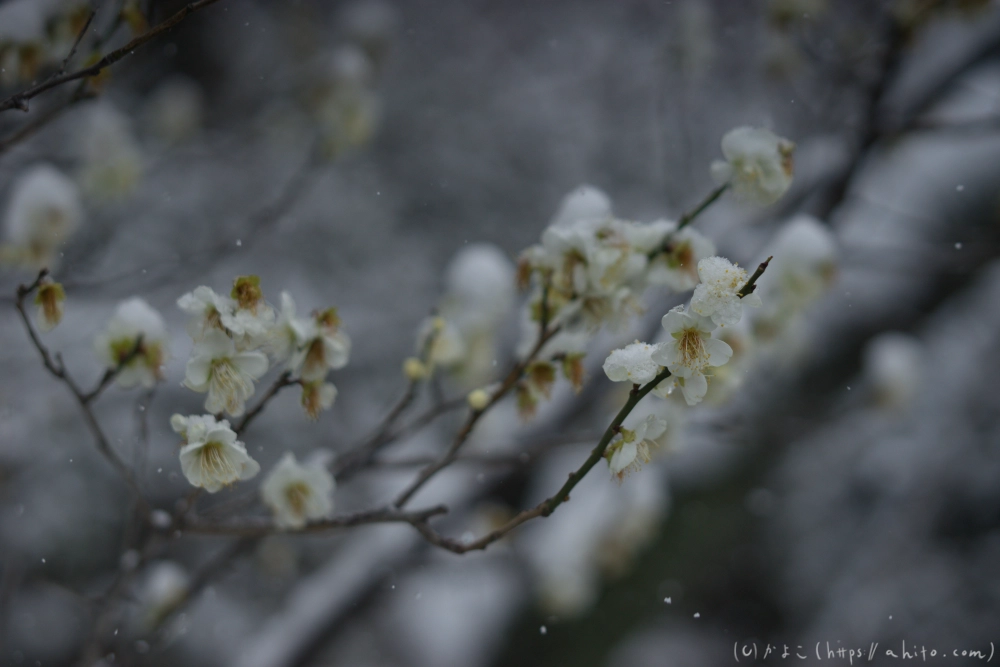 雪と梅 - 07