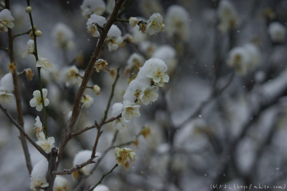 雪と梅 - 09