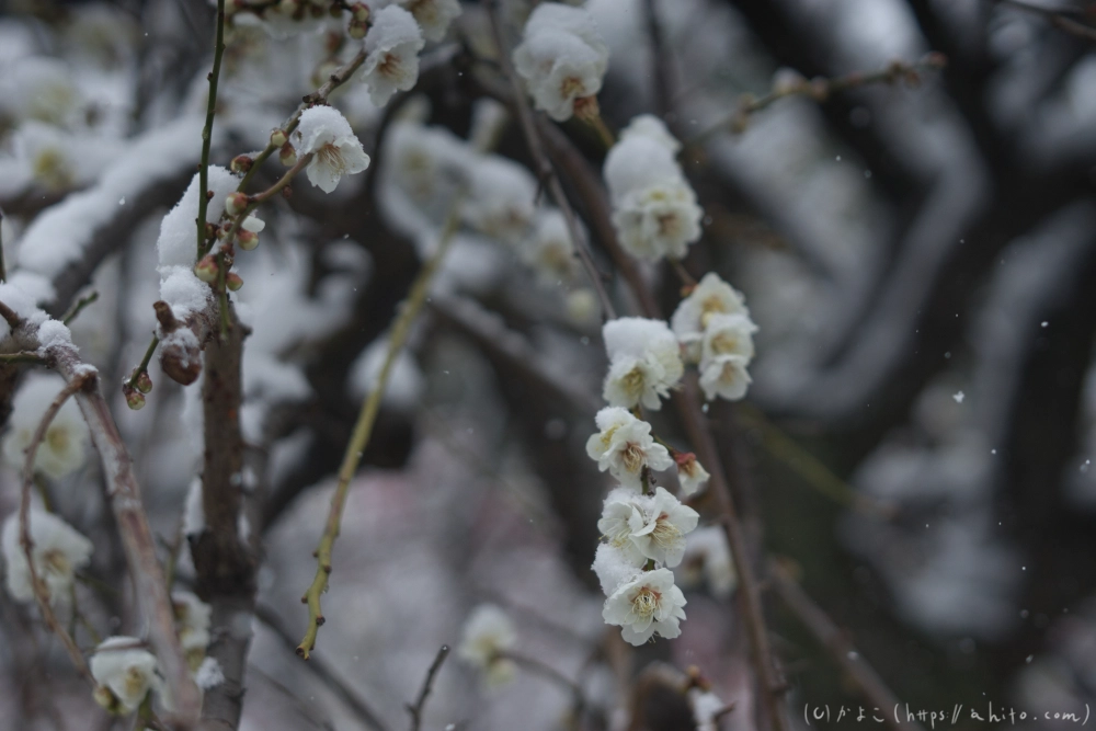 雪と梅 - 11
