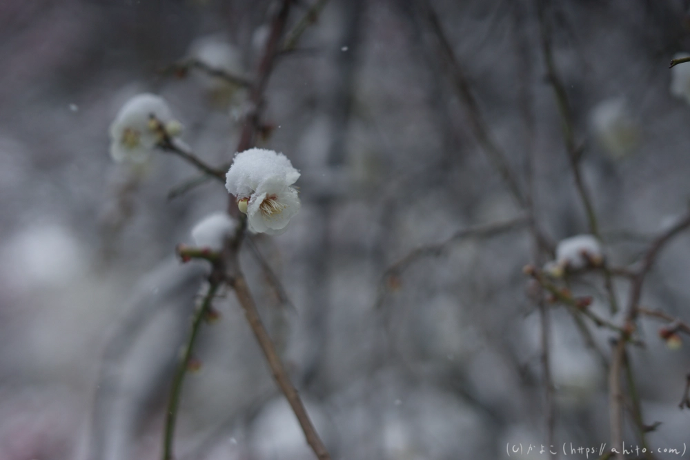 雪と梅 - 12