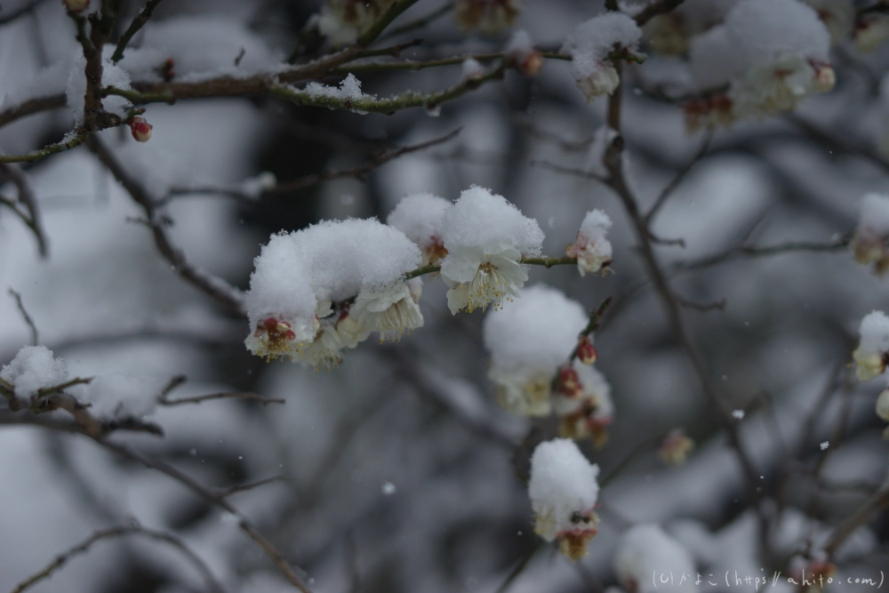 雪と梅 - 13