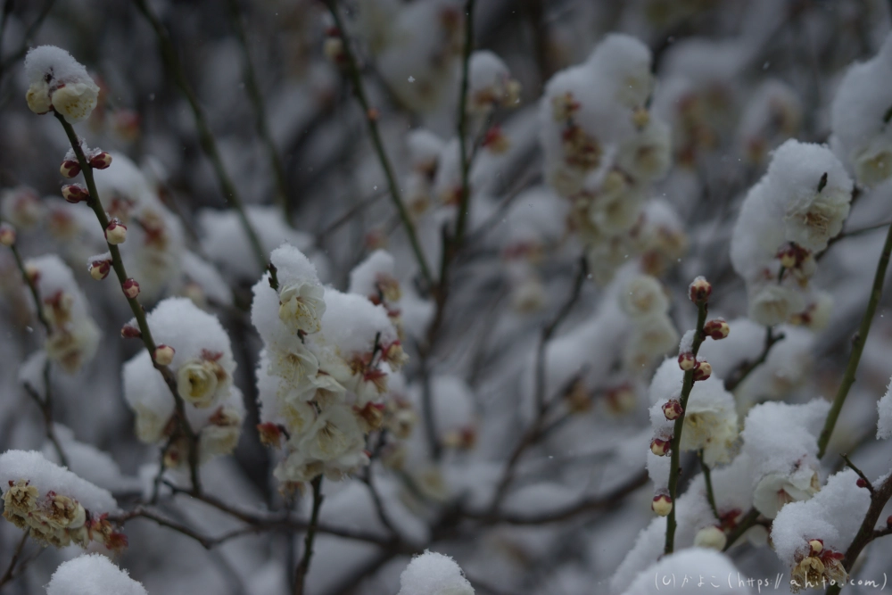 雪と梅 - 14