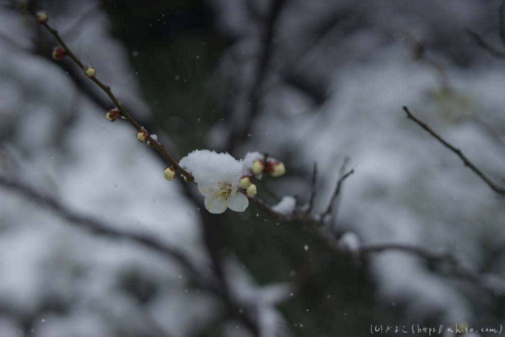 雪と梅 - 16