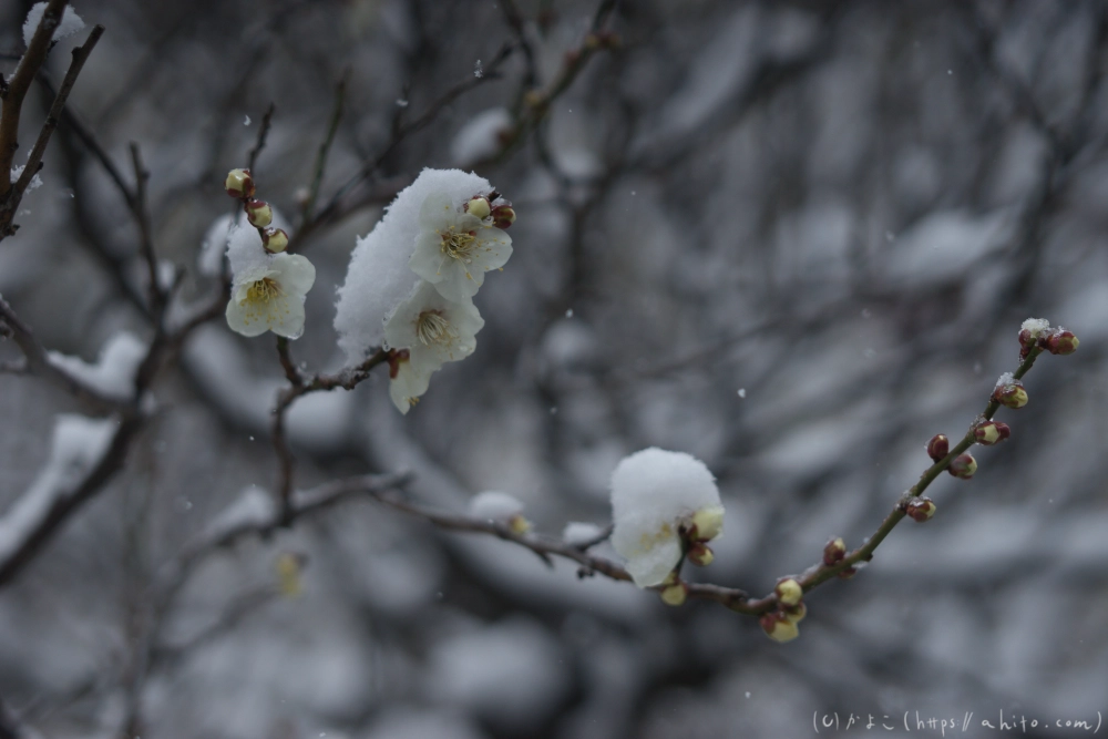 雪と梅 - 17