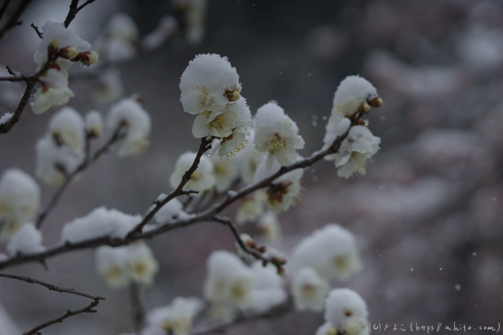 雪と梅 - 18