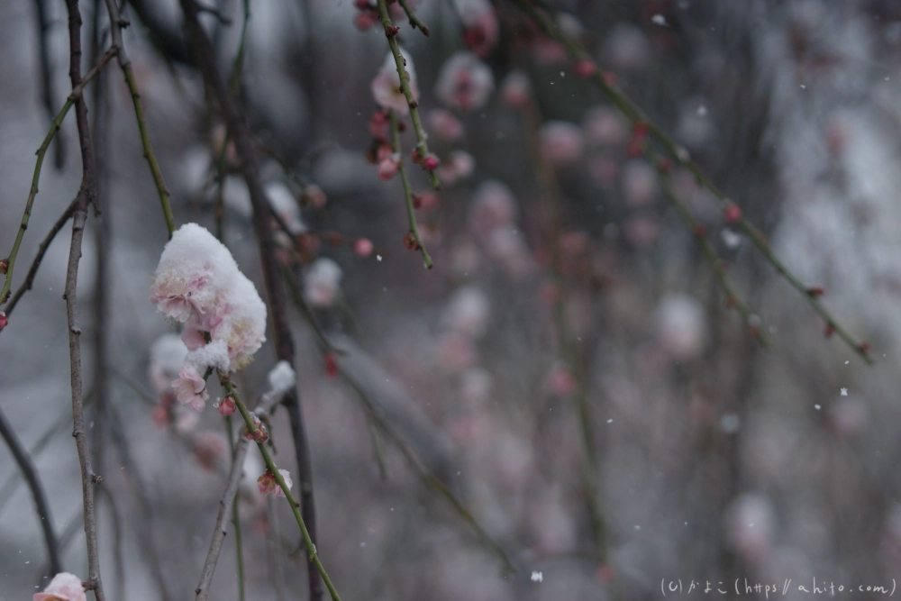 雪と梅 - 19