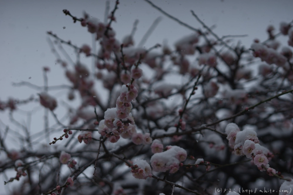 雪と梅 - 20