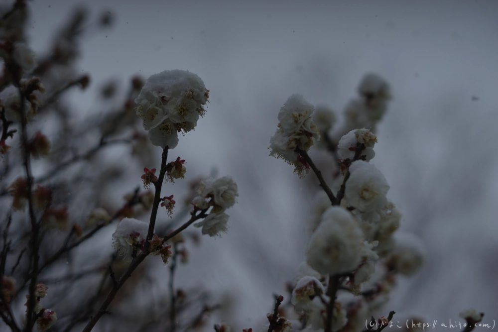 雪と梅 - 22