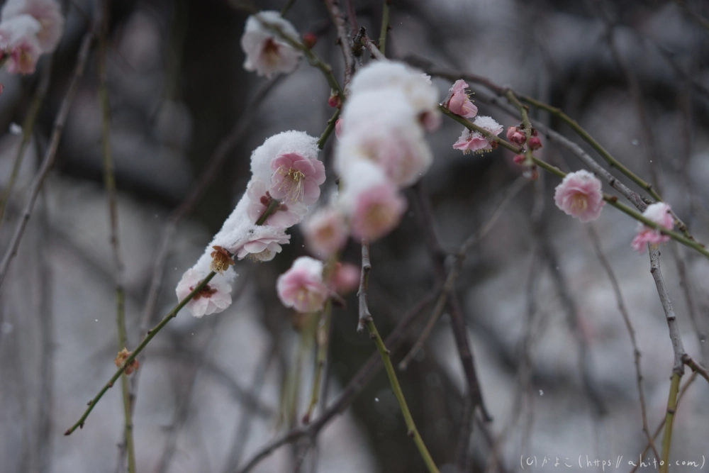 雪と梅 - 24