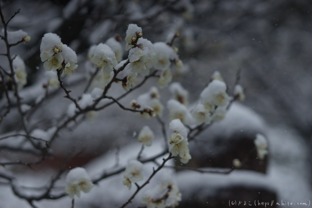 雪と梅 - 26