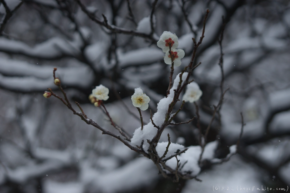 雪と梅 - 27