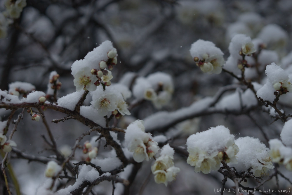 雪と梅 - 29