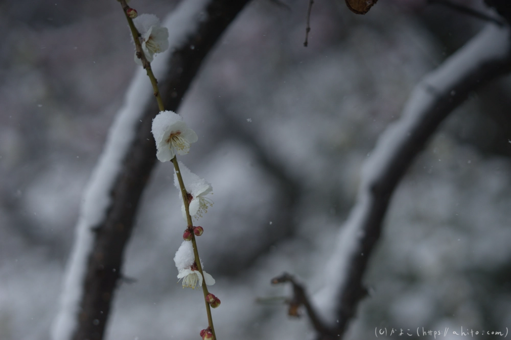 雪と梅 - 30
